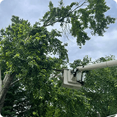 Expert Tree Service Sevierville TN