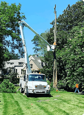 Tree Removal Sevierville TN