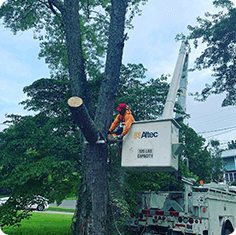 Tree Service Dandridge TN